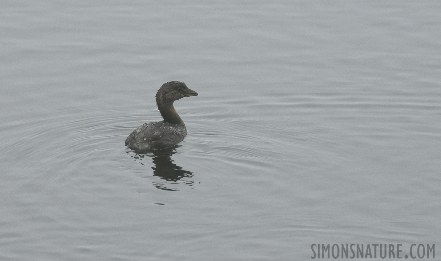 Podilymbus podiceps podiceps [400 mm, 1/500 sec at f / 8.0, ISO 2000]